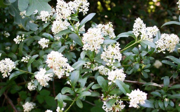 Бирючина иезская