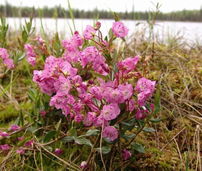 Kalmia polifolia