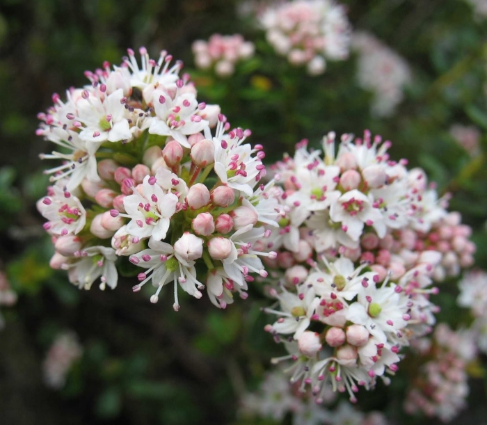 Leiophyllum buxifolium