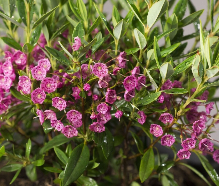 Кальмия узколистная рубра