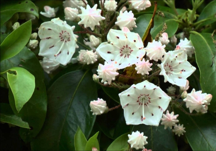 Mountain laurel
