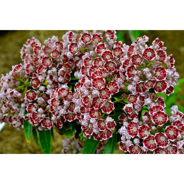 Кальмия дженс делайт