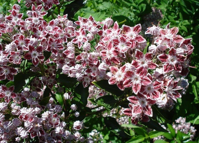 Кальмия дженс делайт