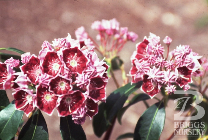 Кальмия кипсейк