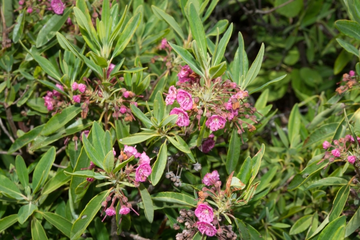 Kalmia angustifolia