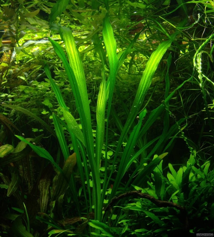 Эхинодорус уругвайский