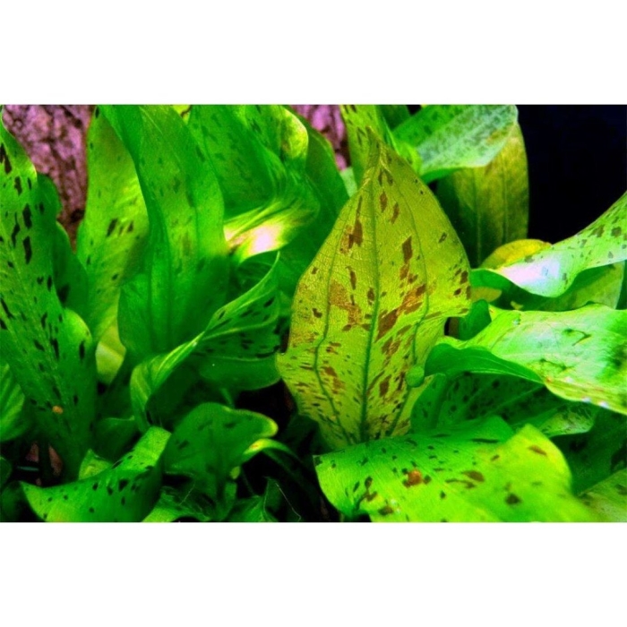 Эхинодорус назгул