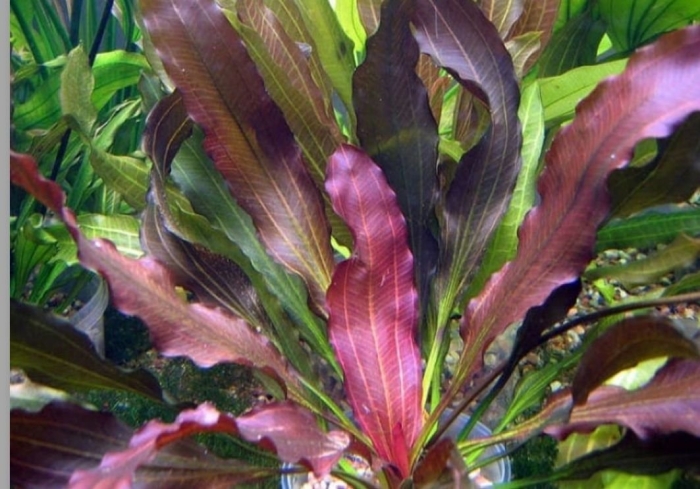 Эхинодорус магрибинец