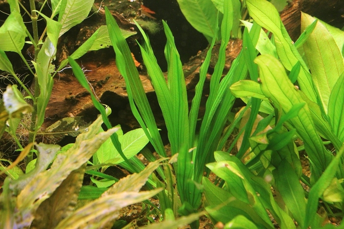 Эхинодорус верховный озеленитель