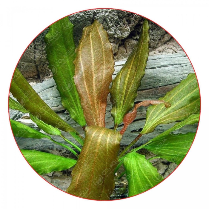 Эхинодорус розе