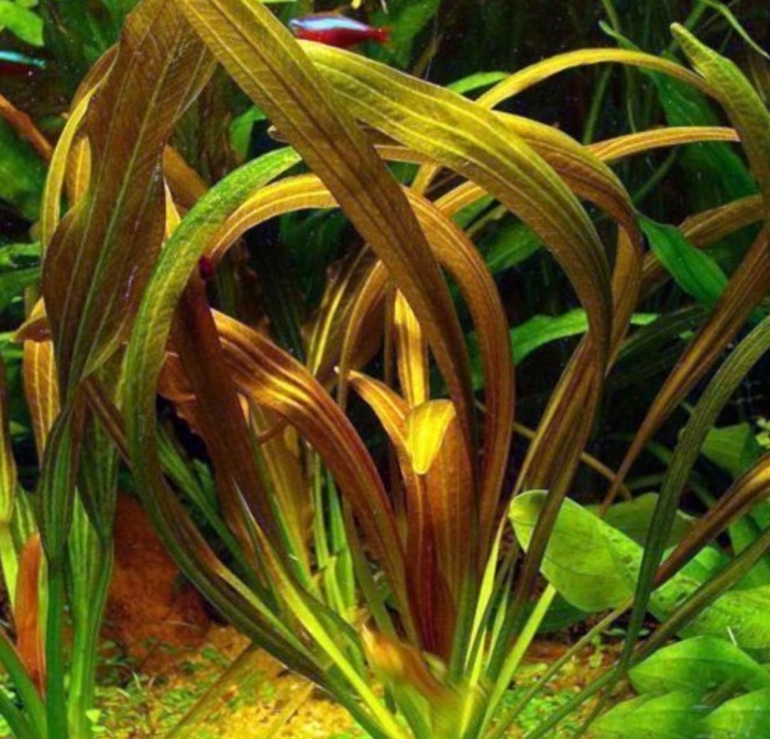 Эхинодорус фантастик колор