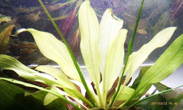 Эхинодорус блехера аквариумное растение