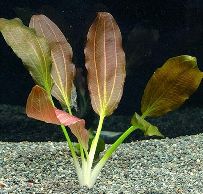 Echinodorus horemanii