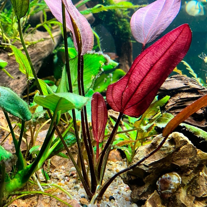 Эхинодорус афлейм