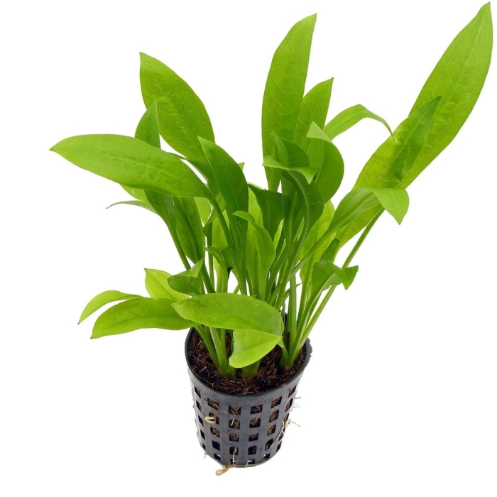 Echinodorus amazonicus