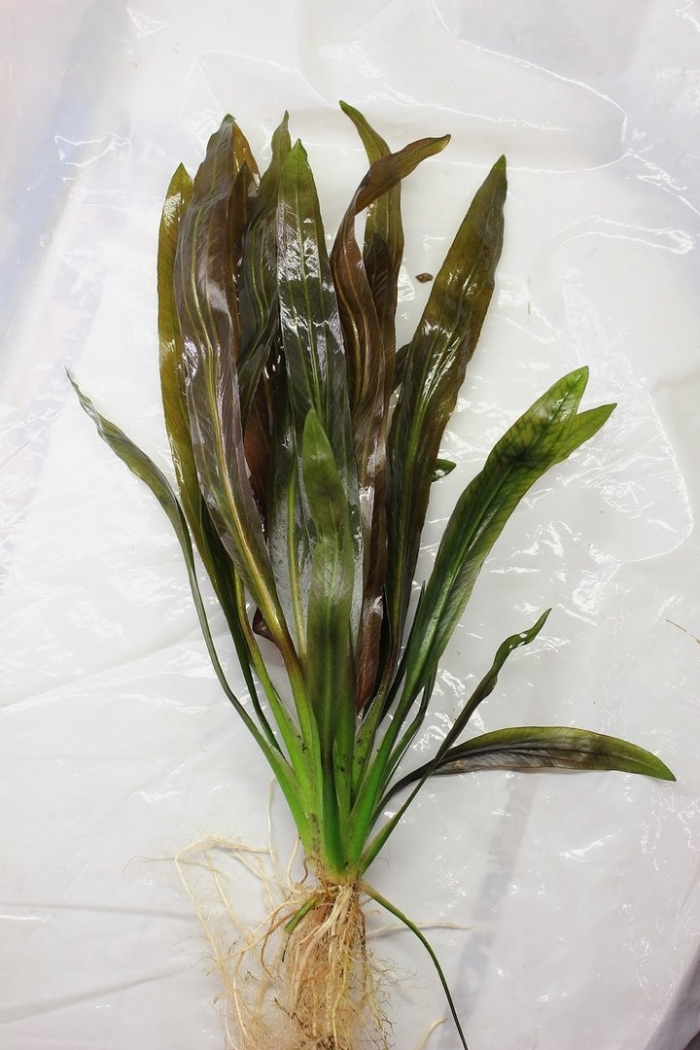 Эхинодорус горемана