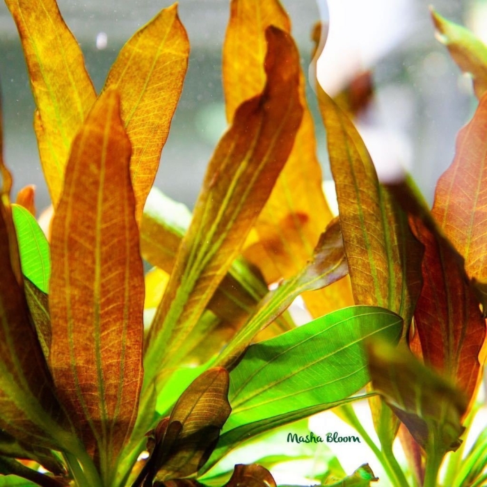 Эхинодорус красный рубин