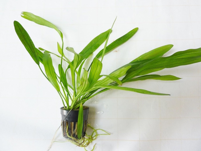 Эхинодорус декумбенс