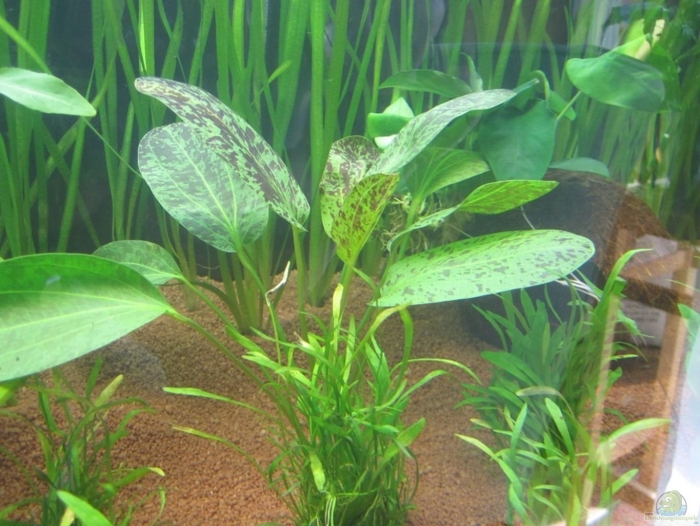 Эхинодорус оцелот