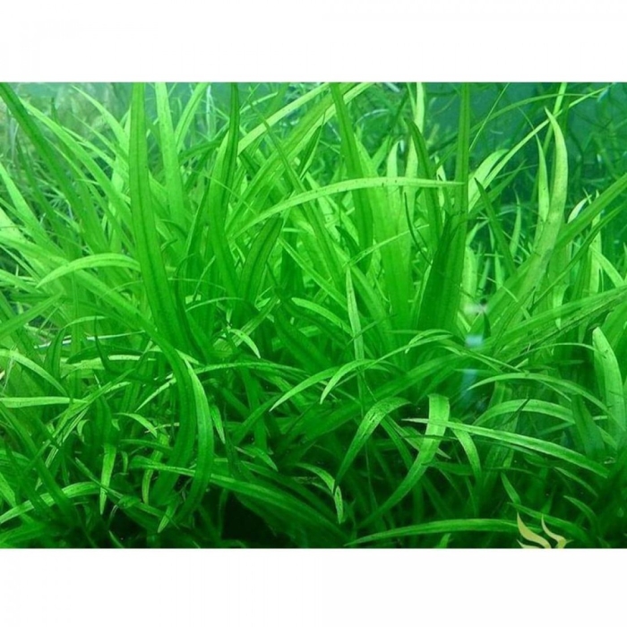 Эхинодорус латифолиус