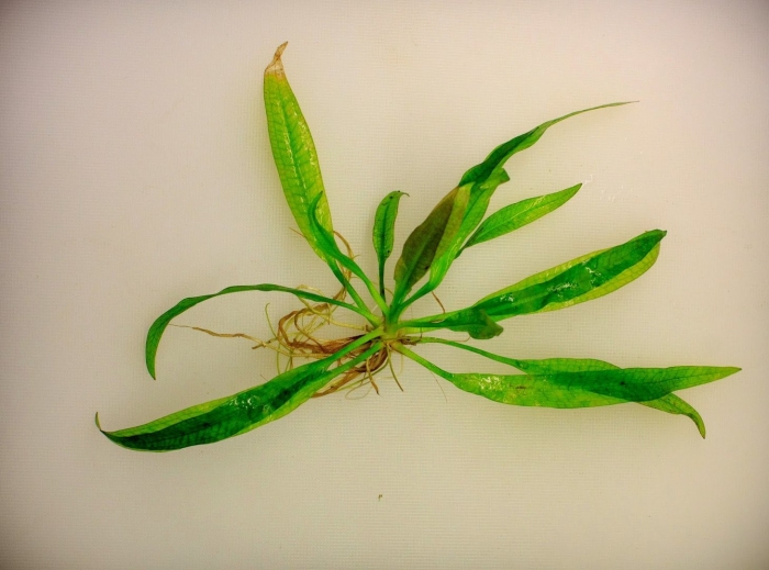 Эхинодорус сердцелистный