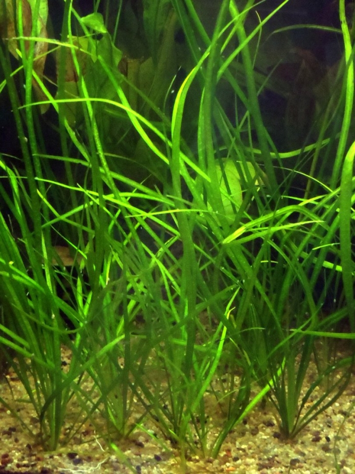 Эхинодорус узколистный аквариумное