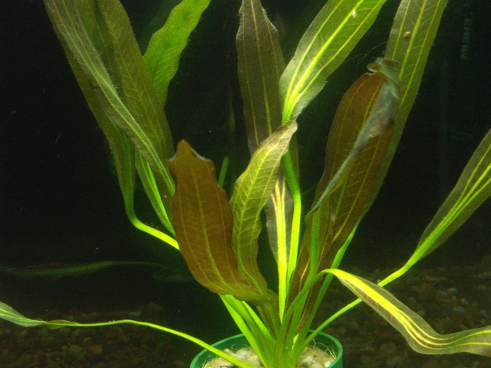 Эхинодорус узколистный аквариумное