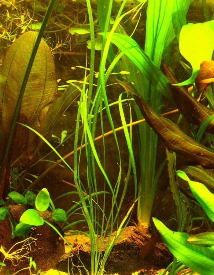 Эхинодорус узколистный ангустифолиус