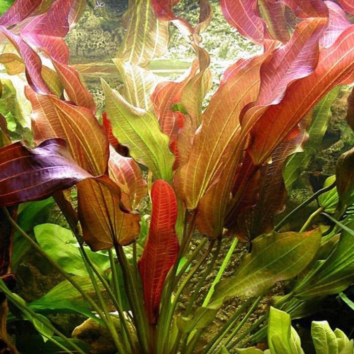 Комнатный цветок эхинодорус