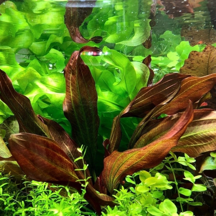 Эхинодорус твист