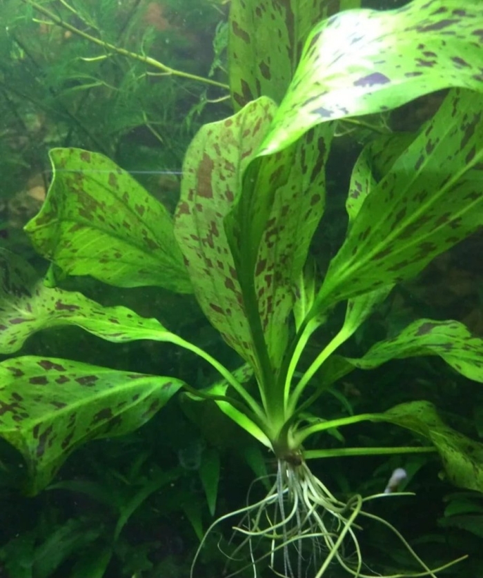 Эхинодорус оцелот красный