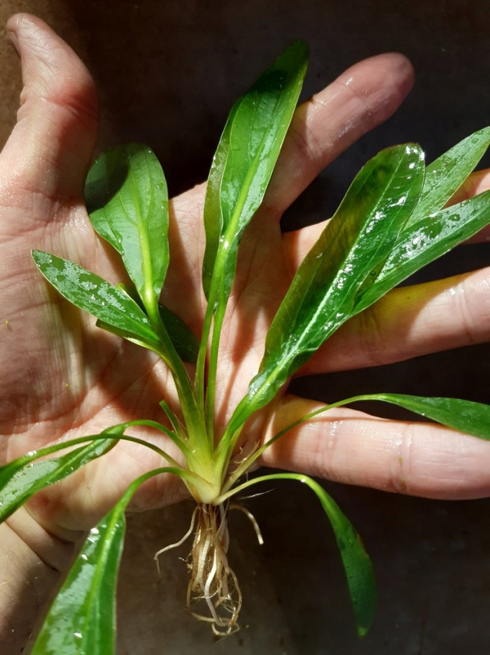 Эхинодорус осирис