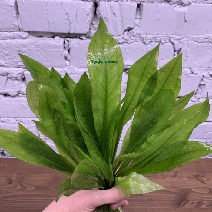 Эхинодорус фэнси твист