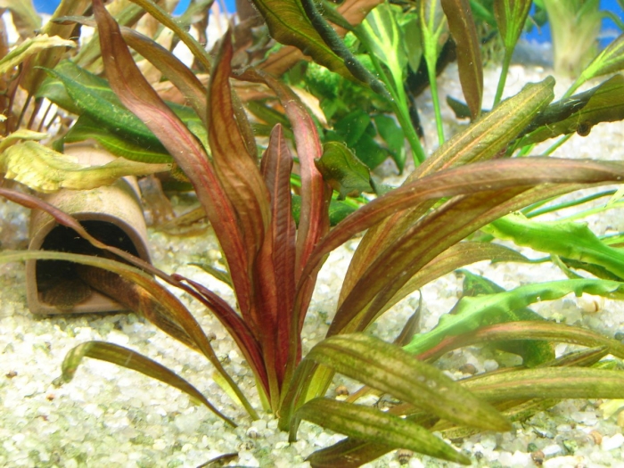 Эхинодорус веселая семейка красный