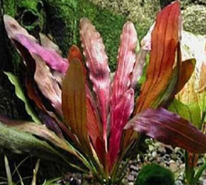 Эхинодорус аквариумное рубин