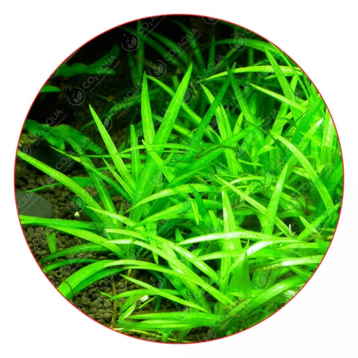 Эхинодорус квадрикостатус (echinodorus quadricostatus)