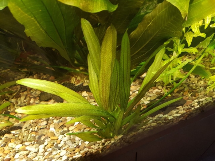 Эхинодорус марти