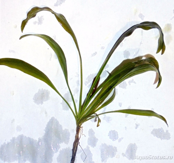 Эхинодорус африканус