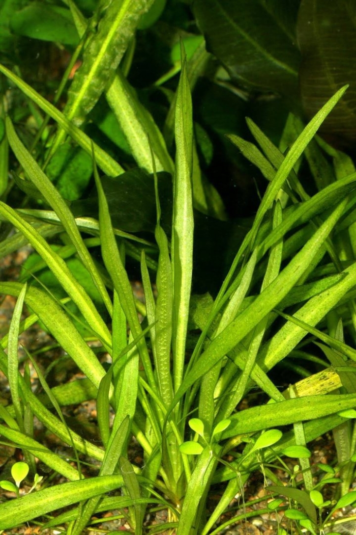 Cryptocoryne parva