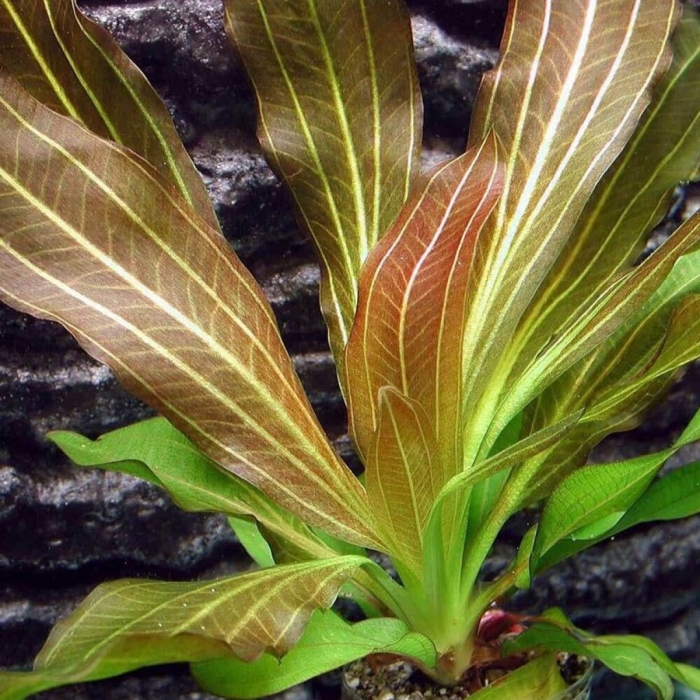 Эхинодорус красный диамонд