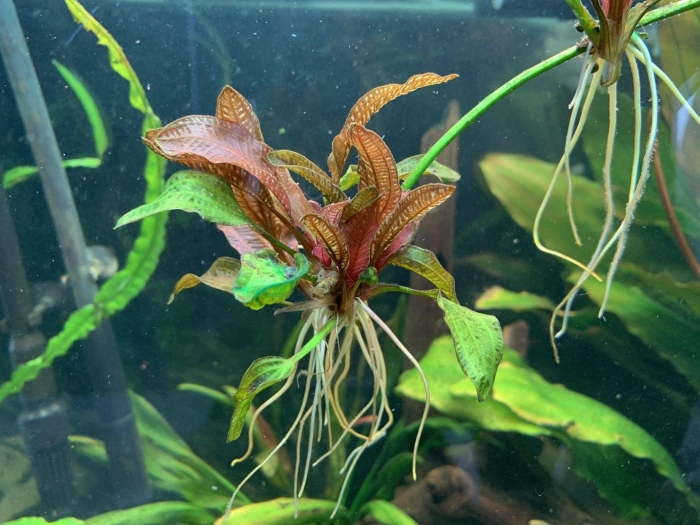 Эхинодорус квадрикостатус (echinodorus quadricostatus)