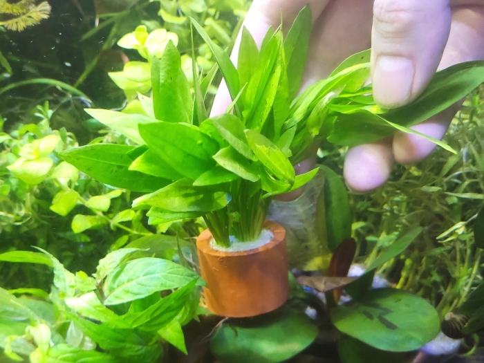 Криптокорина парва (cryptocoryne parva)