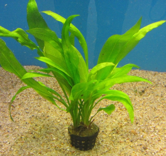 Эхинодорус блехера аквариумное