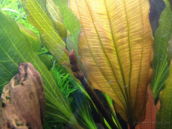 Эхинодорус рубин