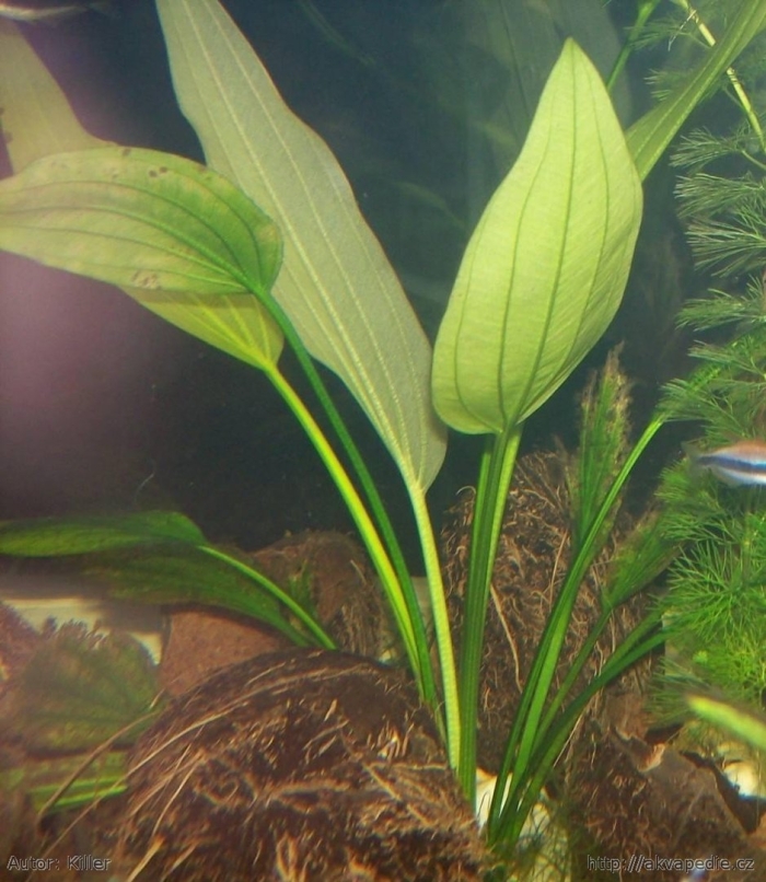 Эхинодорус сердцелистный