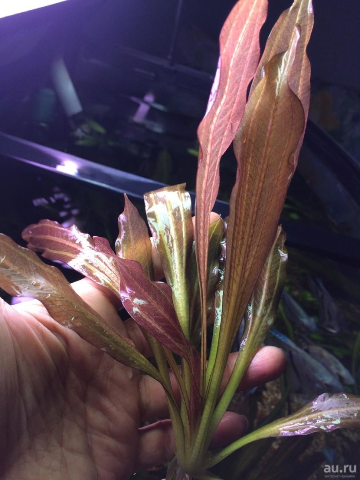 Эхинодорус ред рубин