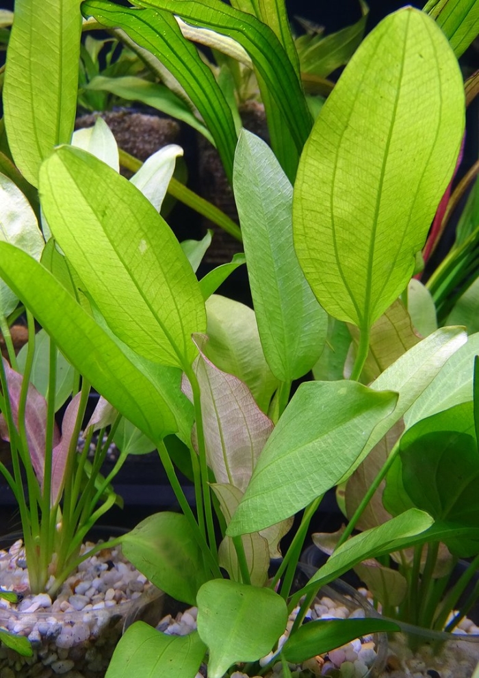 Эхинодорус амазонский (echinodorus amazonicus)
