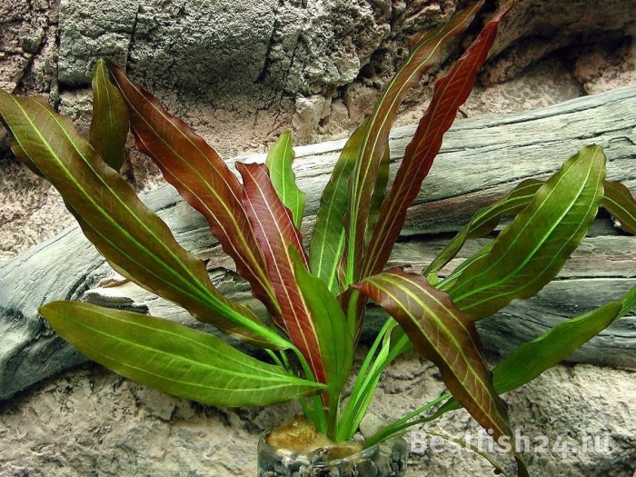 Эхинодорус красный рубин узколистный