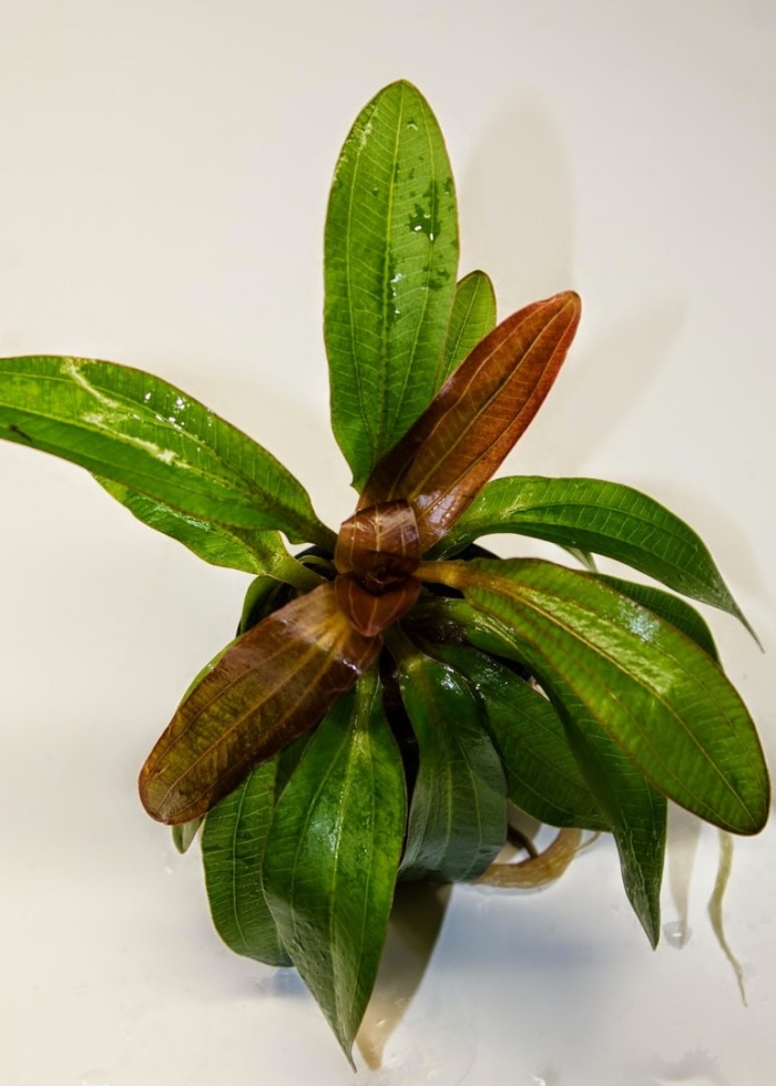 Эхинодорус портоалегренсис узколистный