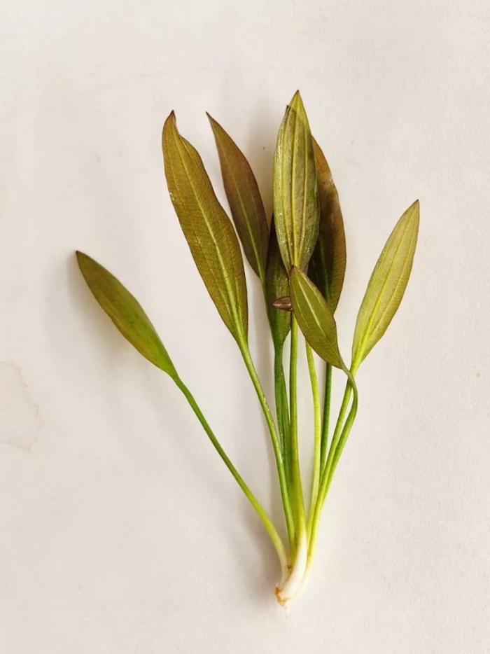 Эхинодорус горемана красный